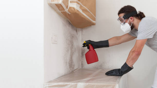 Professional Basement Mold Removal technician working in Cassville, PA