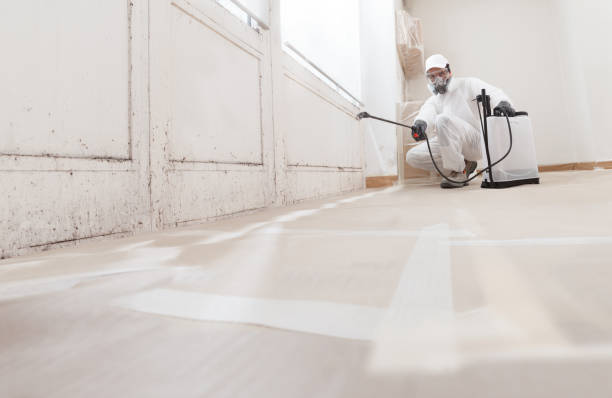 24/7 Emergency Basement Mold Removal experts in Cassville, PA