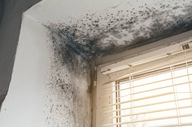 Affordable Basement Mold Removal solutions in Cassville, PA