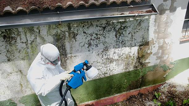 Top rated local Basement Mold Removal specialists in Cassville, PA